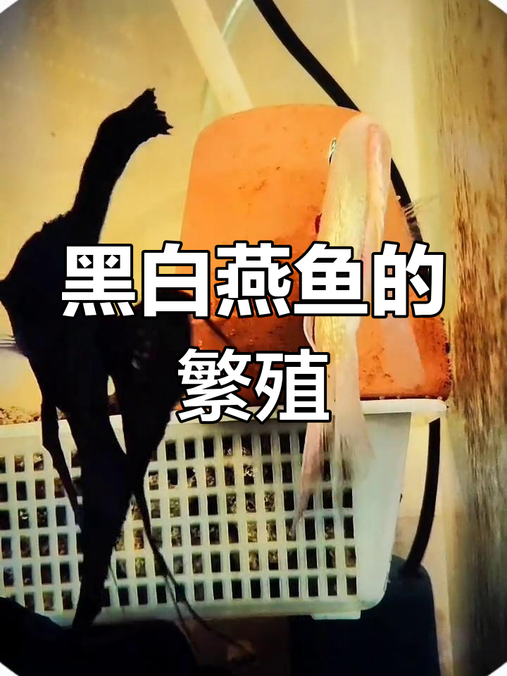 黑与白的燕鱼后代会怎样?