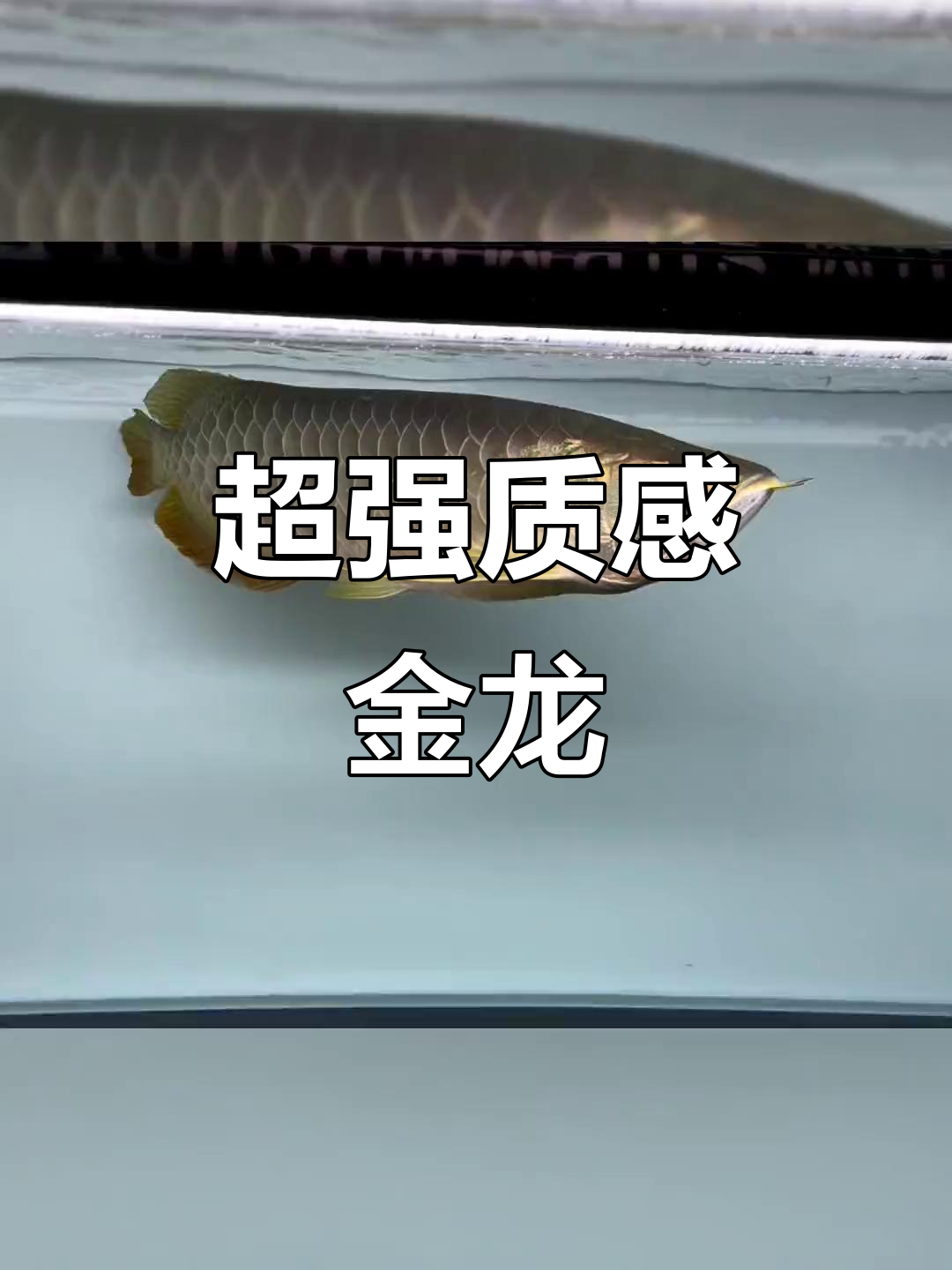 古典金龙鱼,完美竹鳞与精致胸器,尺寸35公分左右