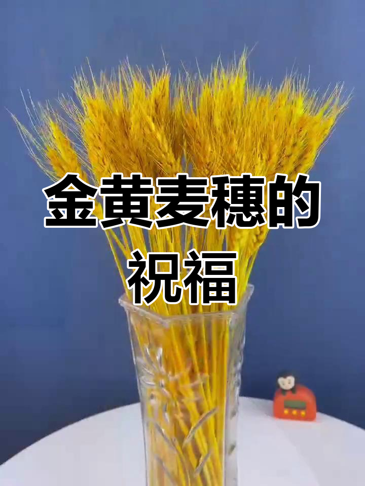 父亲寄来的金黄麦穗,寓意丰收与平安