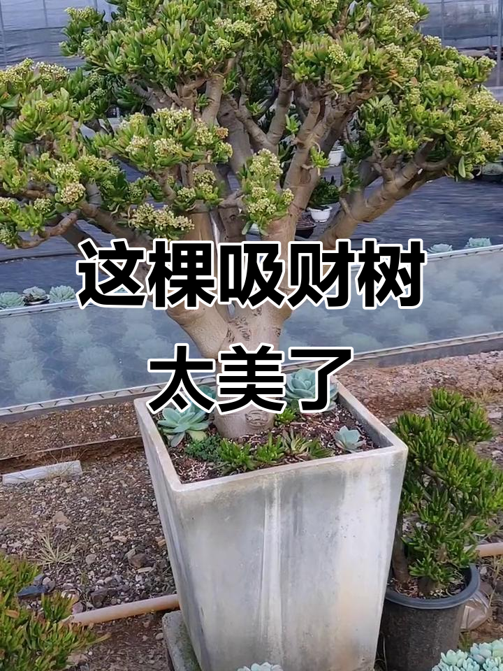 吸财树老桩亮相,阁下如何应对这盆多肉植物?