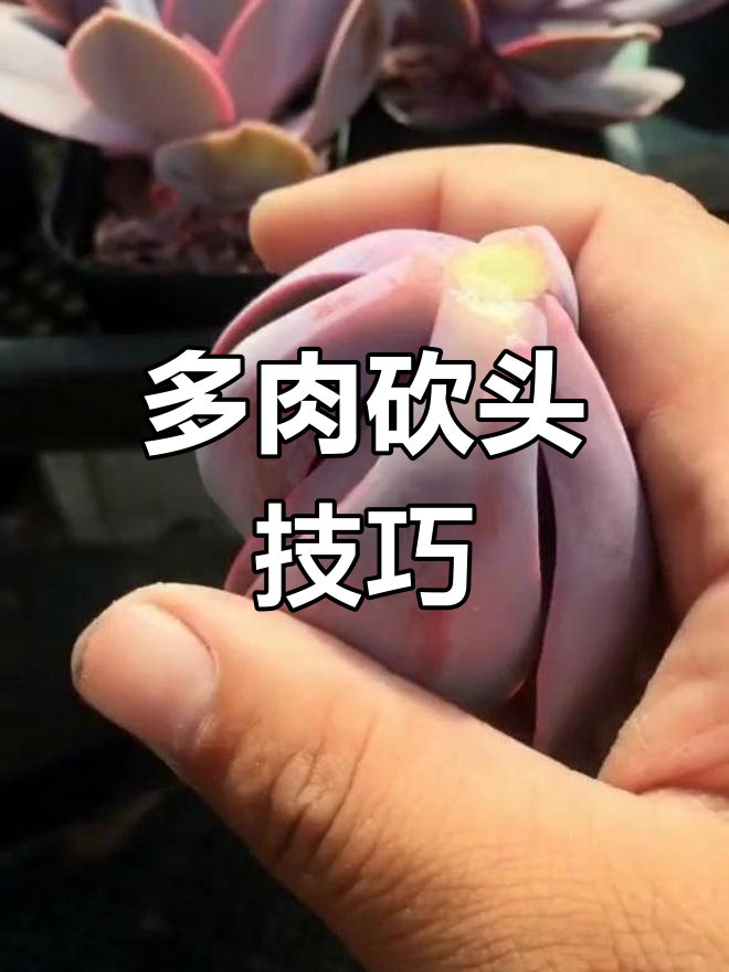 如何轻松砍头让多肉快速爆头?步骤全解析