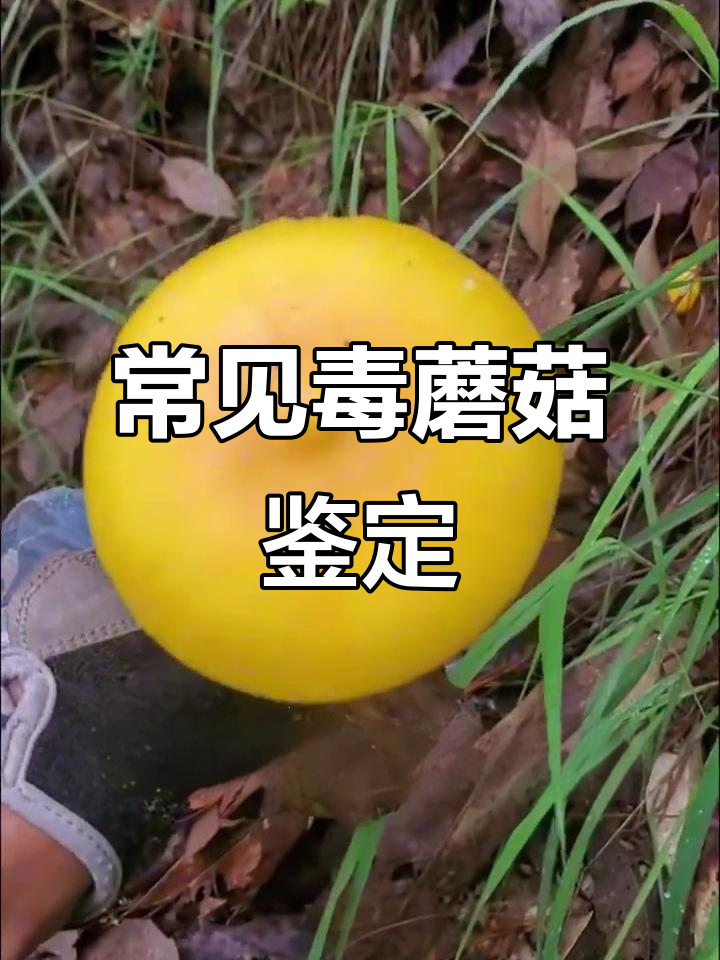 网络热门菌菇大揭秘:哪些能吃,哪些有毒?