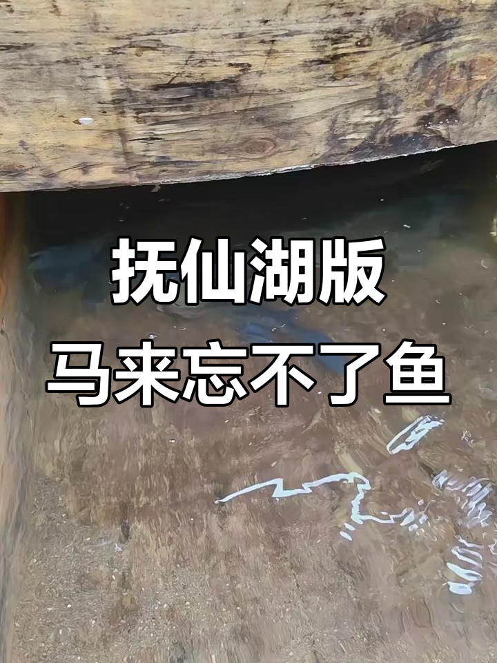 抚仙湖红脸青鱼大揭秘，云南稻糍粑惊艳登场