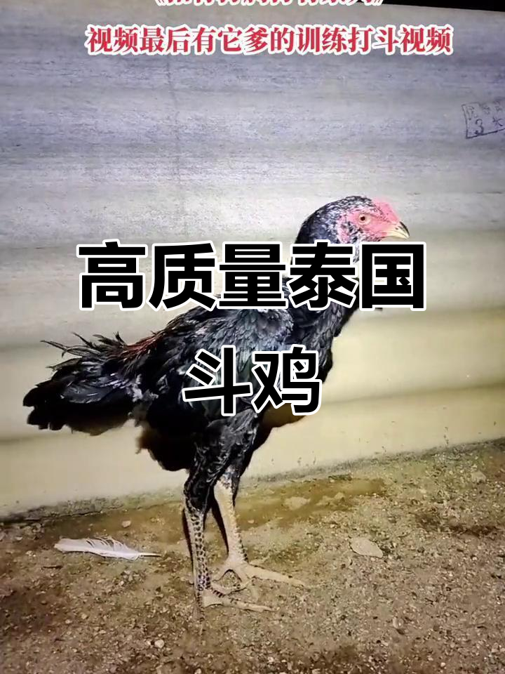 泰国斗鸡激烈对决,父子训练视频大揭秘