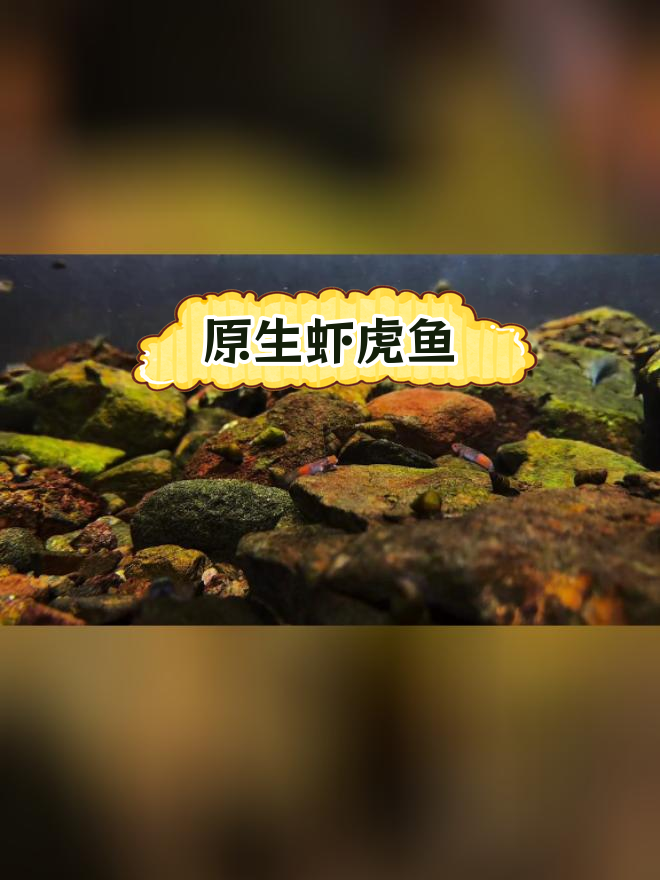 鱼缸中的自然奇观:原生虾虎鱼的奇妙世界