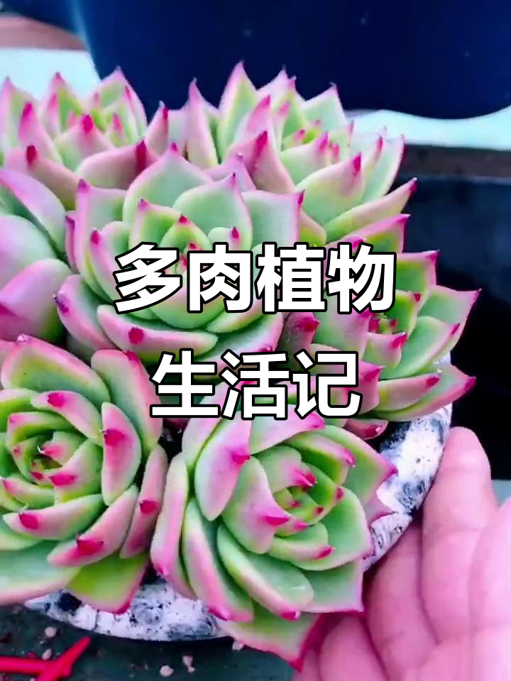 记录多肉植物的成长与变化,探索微观世界的美丽