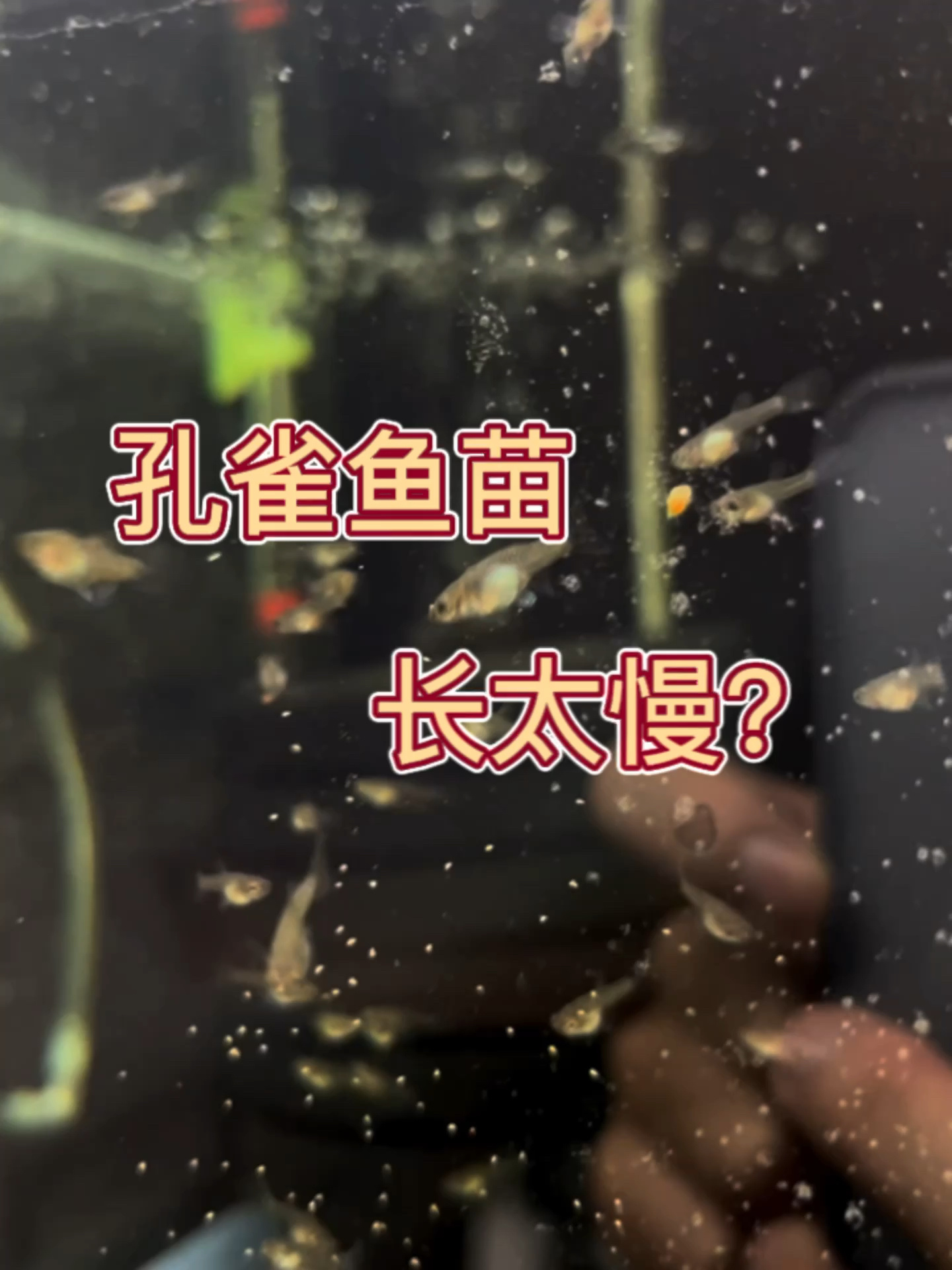 孔雀鱼小苗如何快速生长?