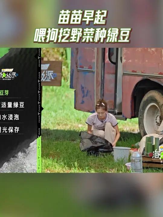 苗苗早起喂狗挖野菜种绿豆,太生活了