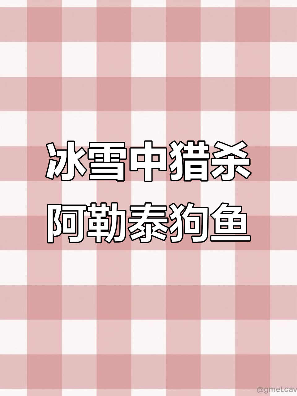阿勒泰狗鱼:冰湖中的猛兽,白斑狗鱼的致命魅力