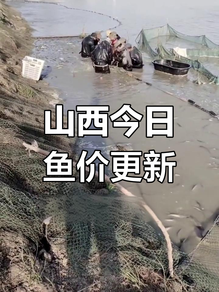 山西鱼价大揭秘:鲑鱼、鲤鱼等最新价格一览