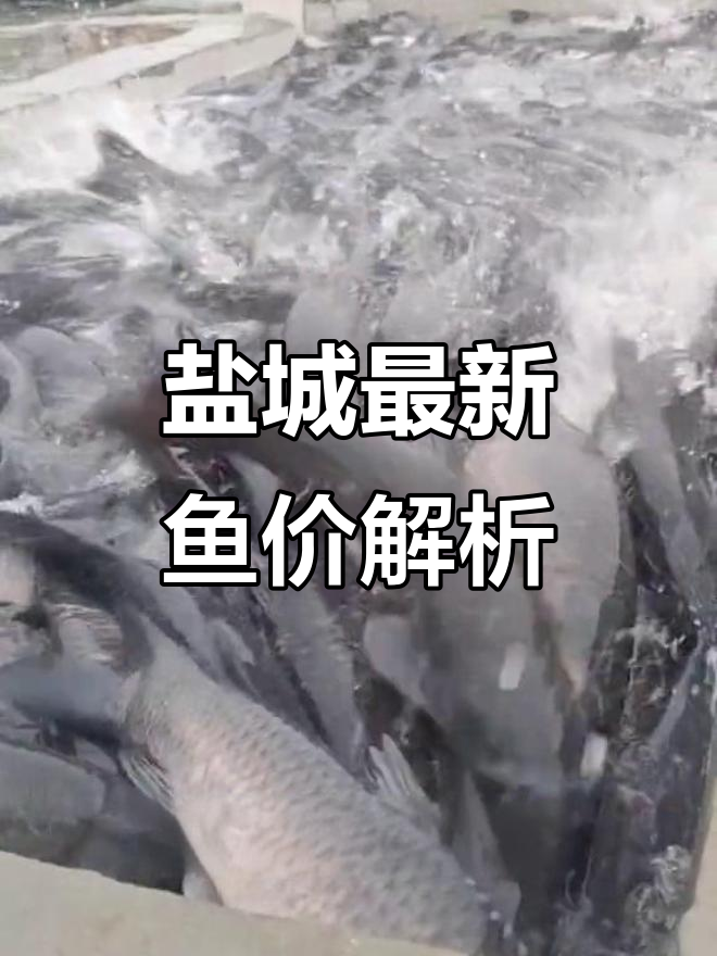 江苏盐城鱼价大揭秘:青鱼花鲢路亚桂鱼等市场行情