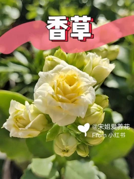 长寿花：香草