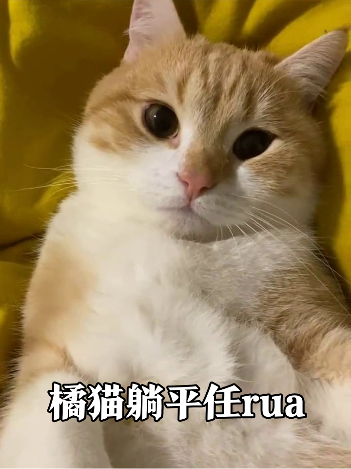 橘猫被摸肚子舒服到眯眼,小短腿蹬出表情包