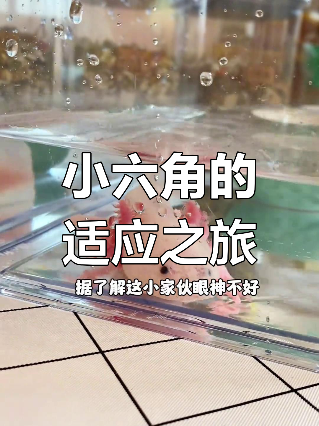 小六角恐龙鱼终于到家,可爱到不行!它能吃虾吗?