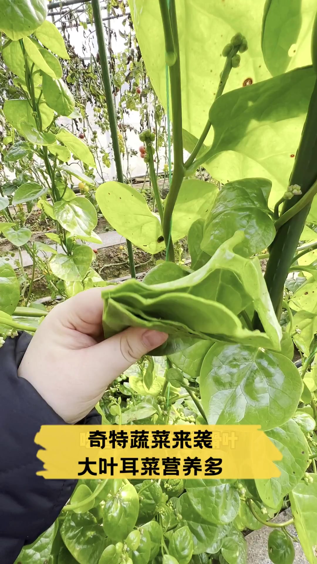 奇特蔬菜来袭,大叶耳菜营养多