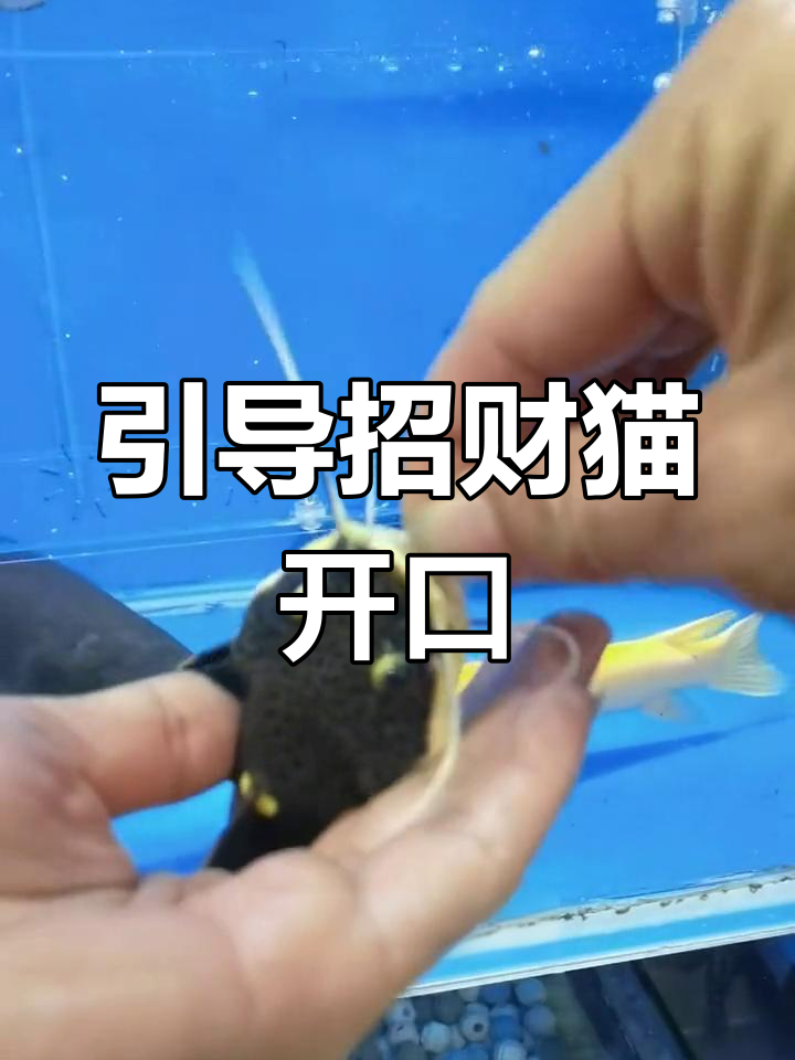 招财猫观赏鱼开口技巧,轻松解决不吃问题