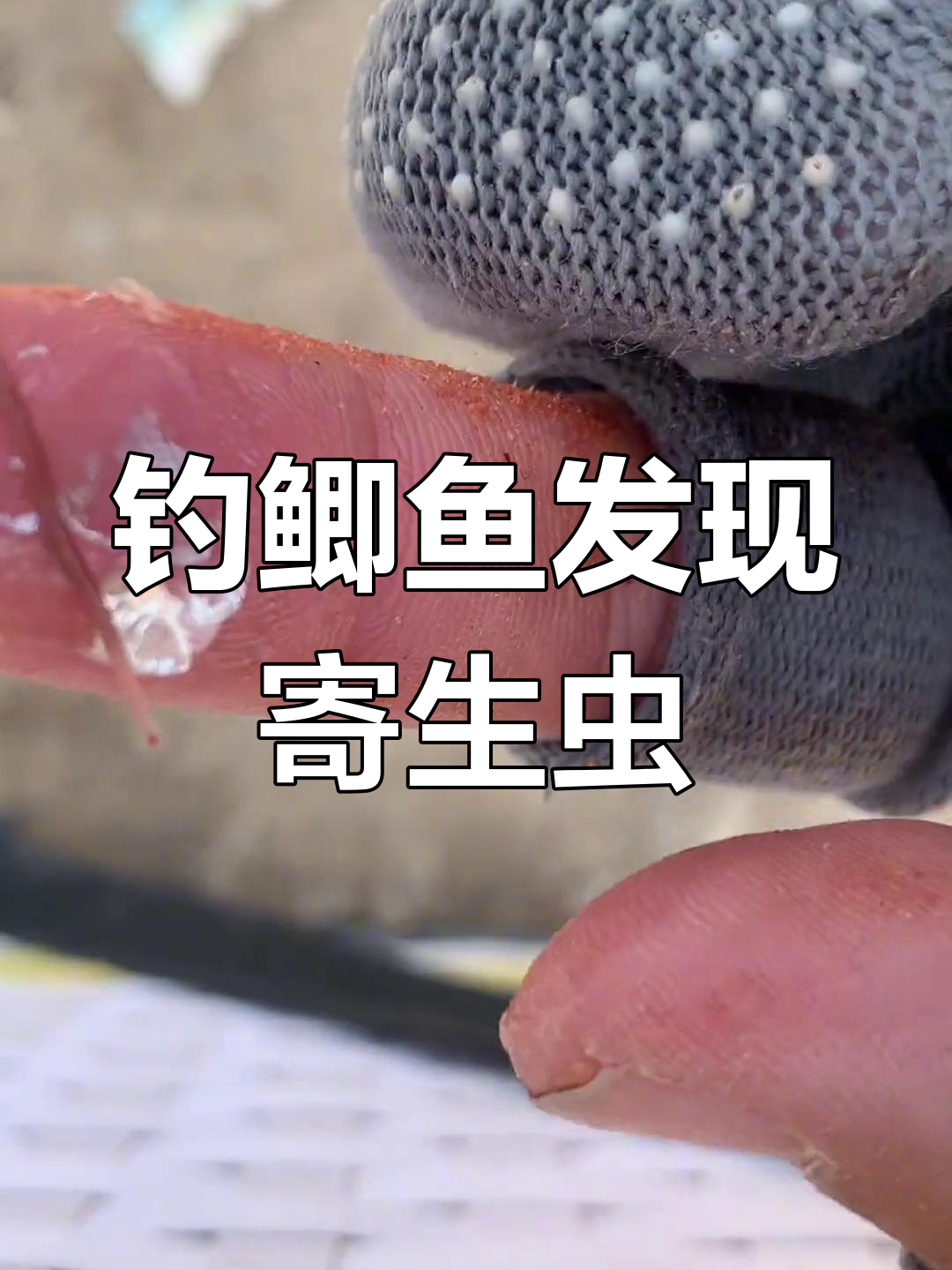 钓鱼时注意!鲫鱼尾巴有寄生线虫,看看这些细节