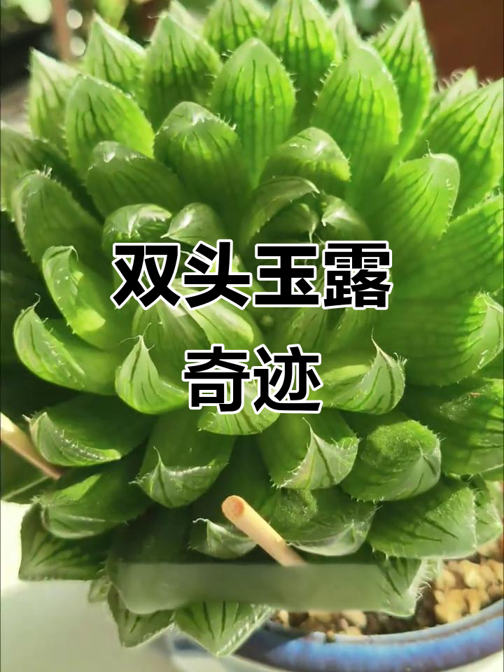 玉露樱水晶一年内双头爆芽,自然生长惊喜连连!