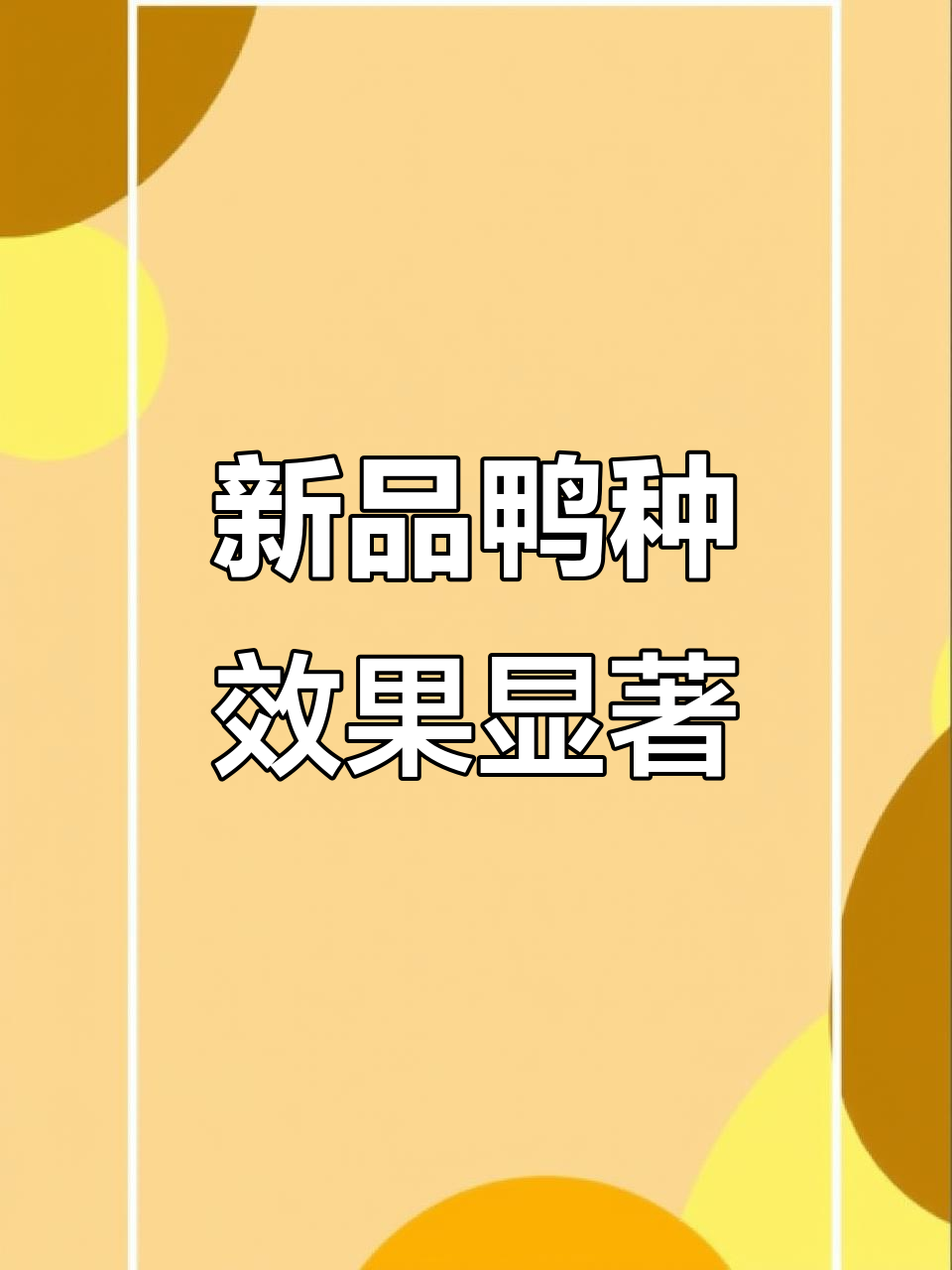 山东农科院新品种鸭,抗病力强、价格实惠