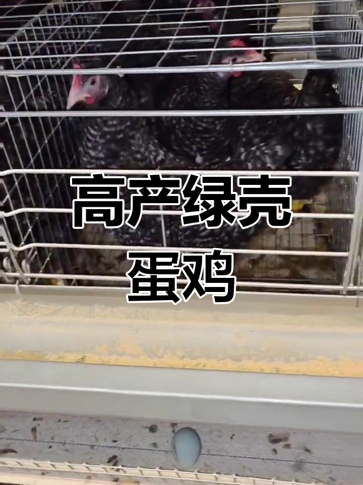 芦花绿壳蛋鸡品种介绍:抗病力强,产蛋率高