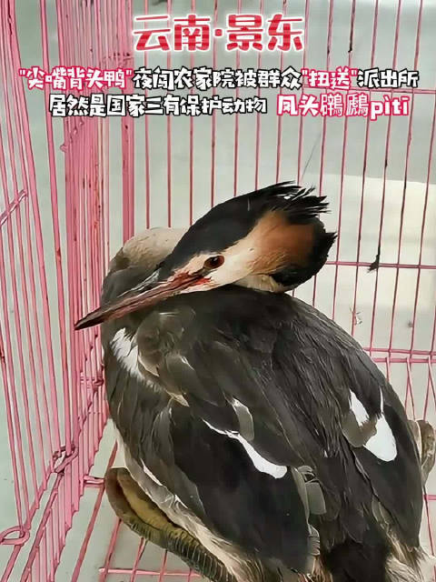「尖嘴怪鸭放归时还表演水上漂消失术」近日,云南普洱,景东县一只怪鸟深夜飞入农家院闹腾,被群
