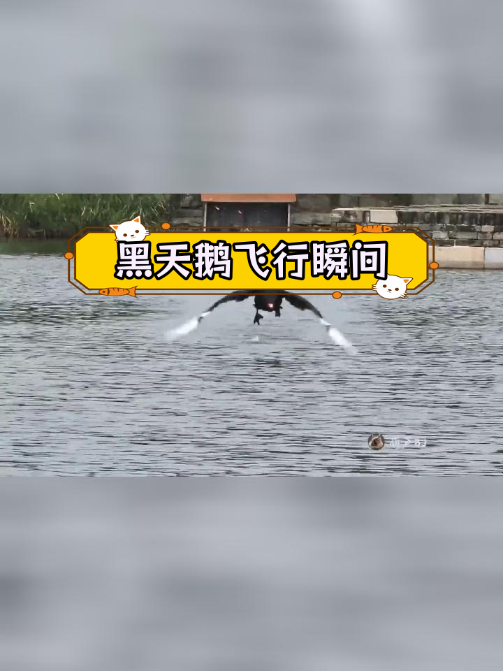 黑天鹅起飞降落全靠脚