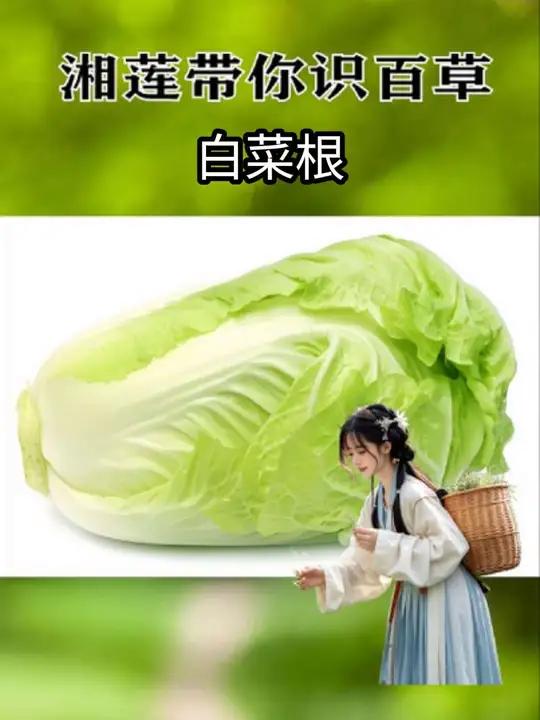 吃白菜别扔白菜根,好处多得让你笑出声