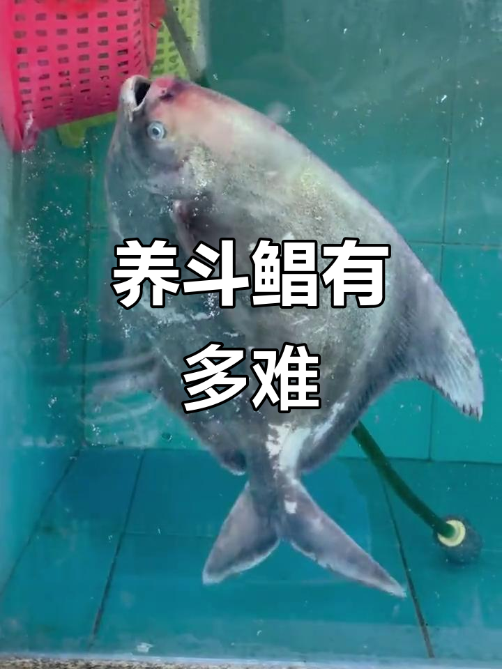 斗鲳鱼比美人鱼还难养,见过活的吗?