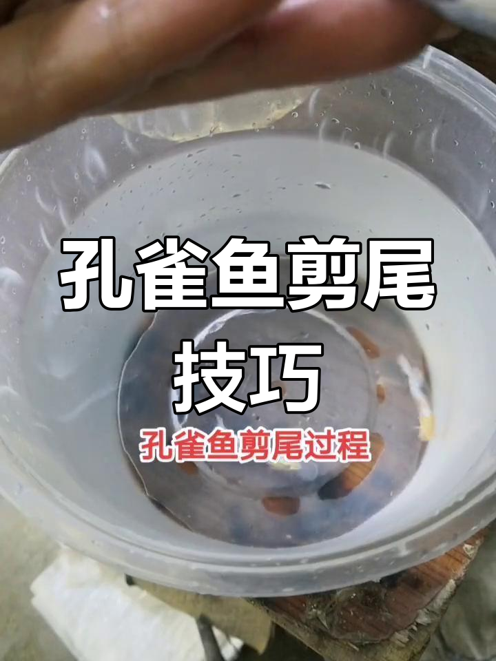 孔雀鱼剪尾全过程,轻松搞定!