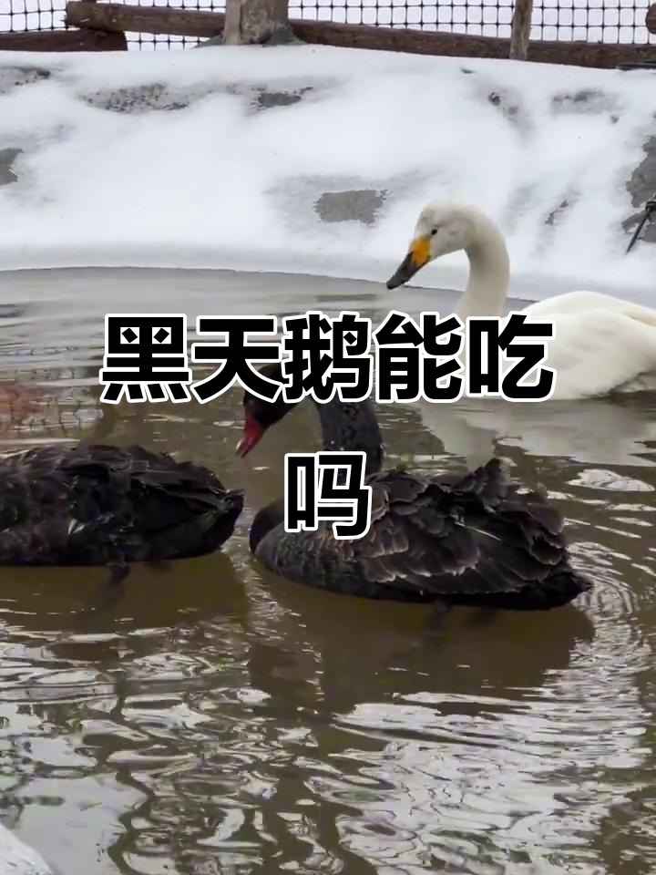 黑天鹅不仅是爱情象征,还能吃!
