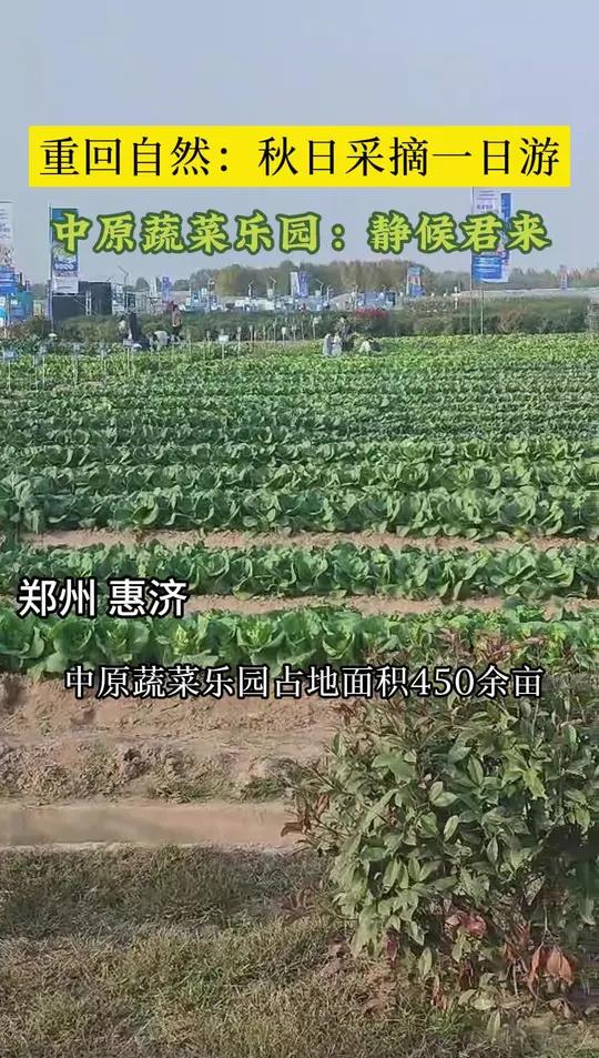这个秋天,田园大地,“蔬”香四溢,郑州市惠济区中原蔬菜乐园里芬芳的泥土孕育着有机的蔬菜,相