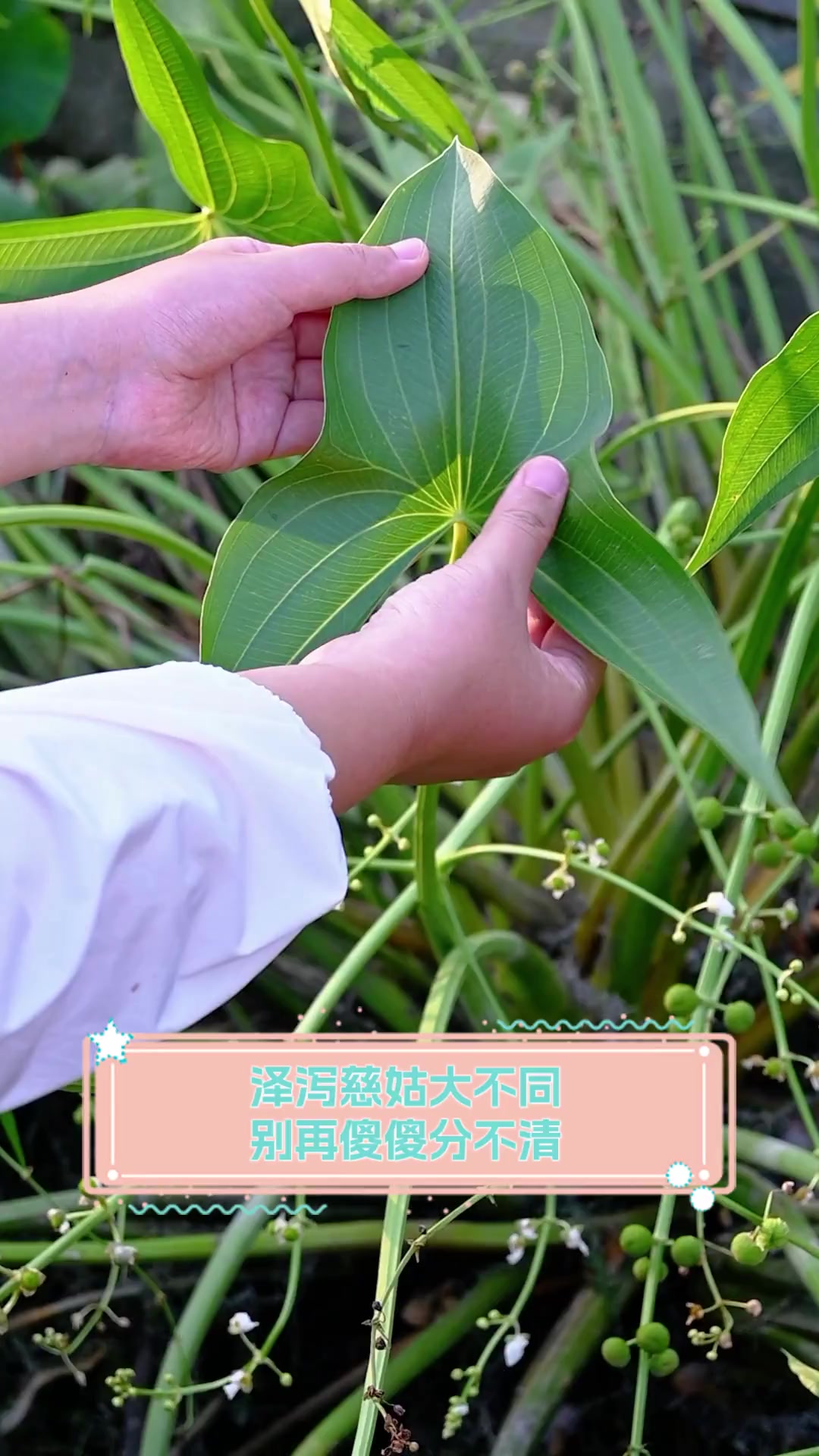 泽泻慈姑大不同,别再傻傻分不清