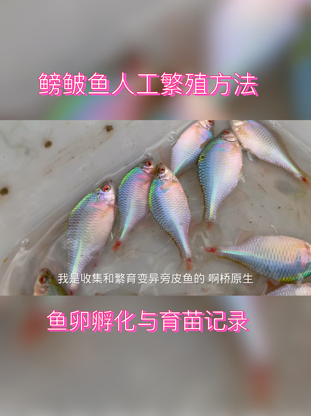 鳑鲏鱼人工繁殖