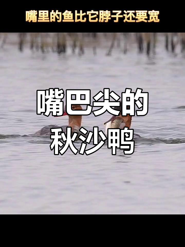 南京石臼湖惊现尖嘴鸭子,吞鱼能力惊人