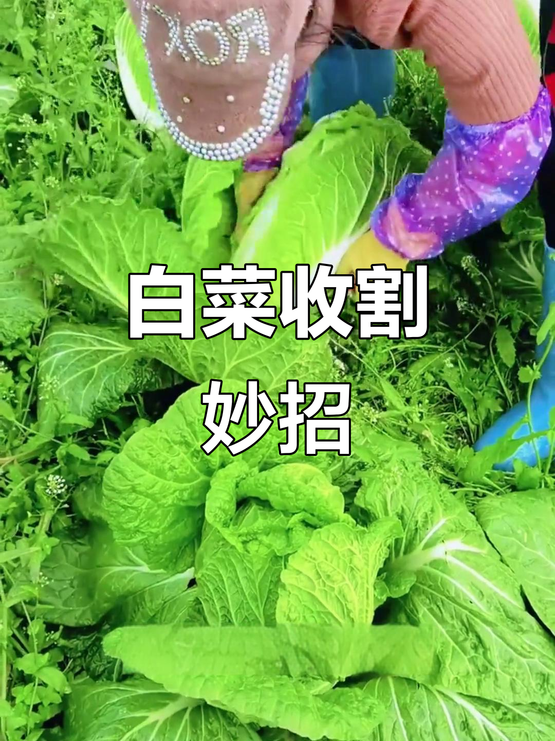 大白菜采收新技巧,留根还能吃菜苔,简单又实用