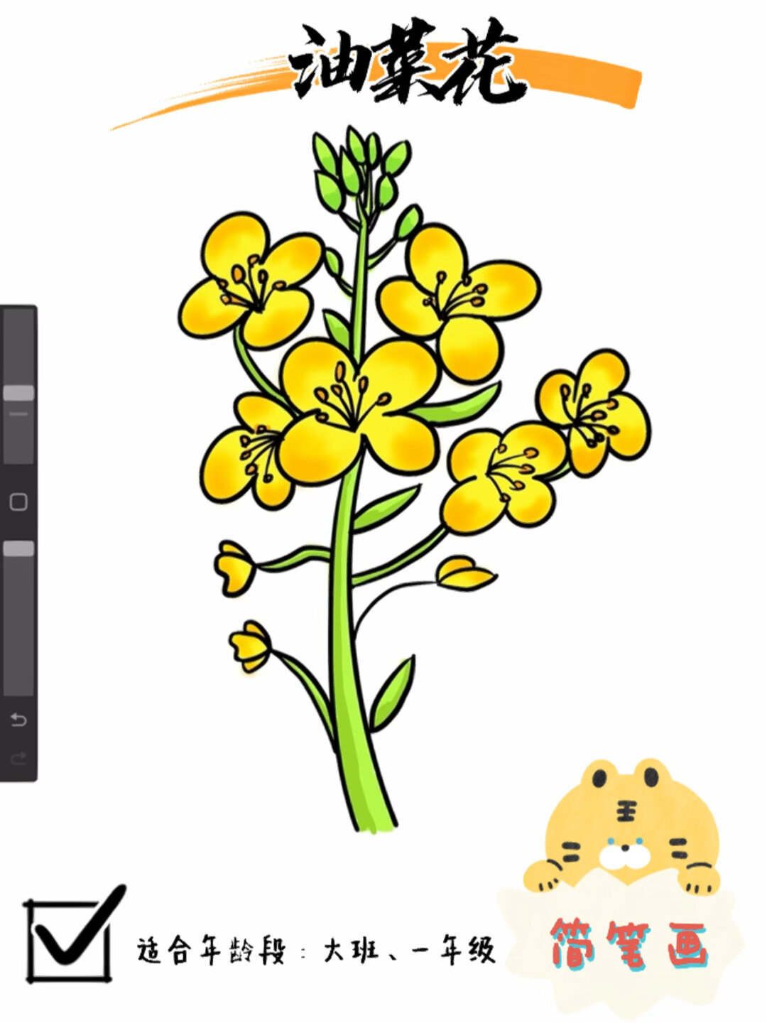 油菜花简笔画|植物花卉|大班一年级