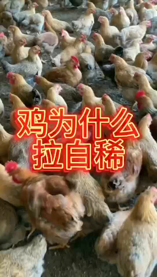 鸡子拉白色稀屎怎么治 鸡为什么拉白屎