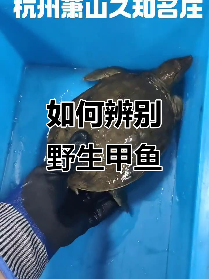 野生甲鱼鉴别技巧：从底板到血丝全解析