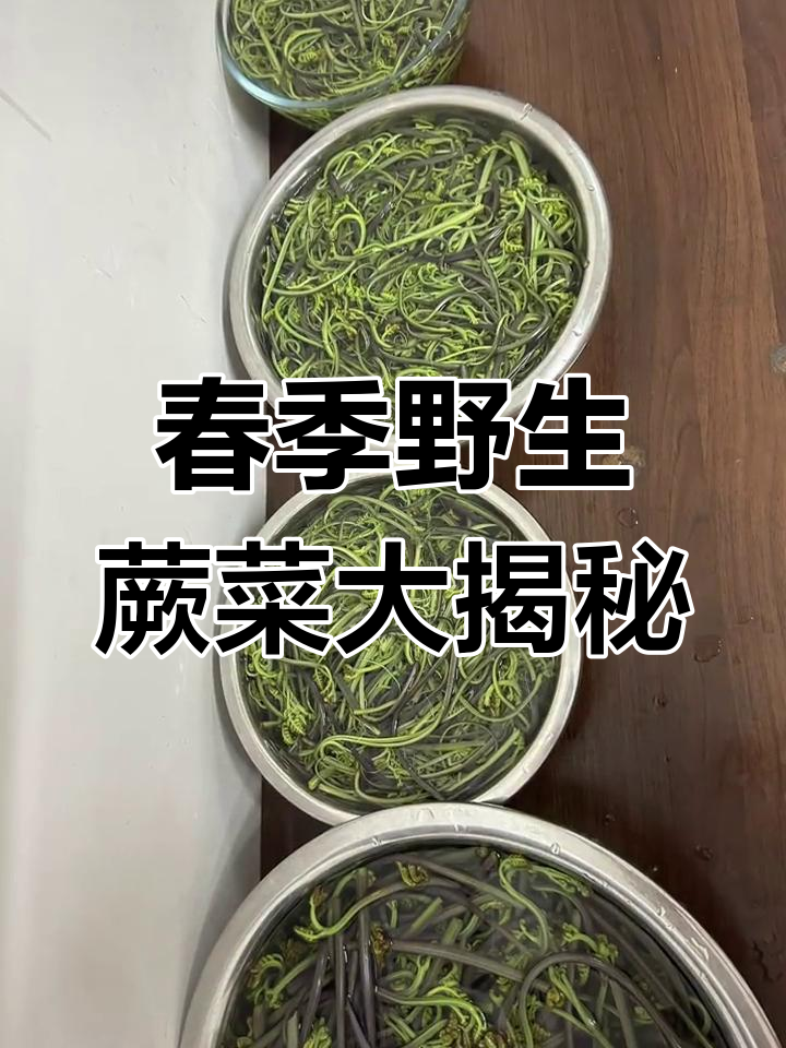 春天里的美味蕨菜,挖野菜的乐趣与挑战