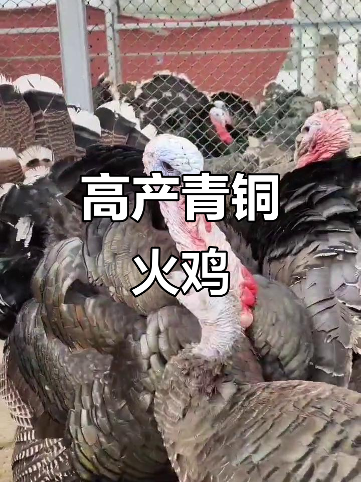 青铜火鸡:高产蛋、强适应,养殖轻松入门