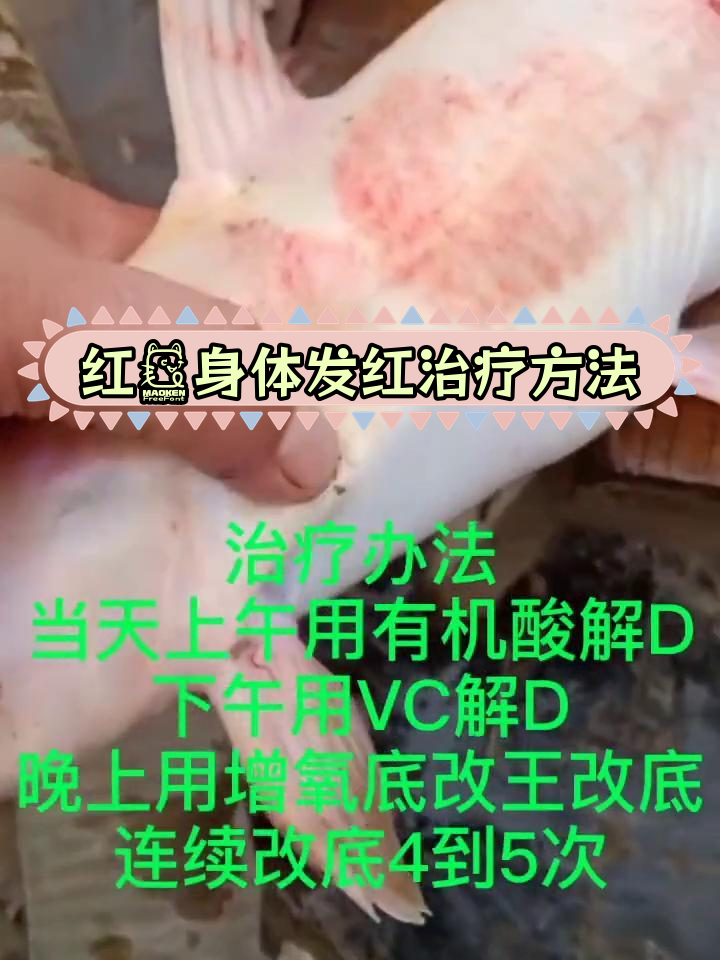 红鮰鱼发红脱粘治疗法