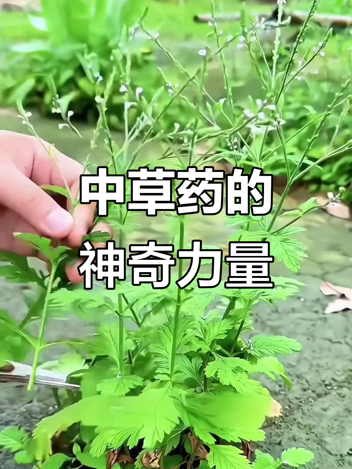 125种常见中草药全解析,了解它们的药用价值与功效