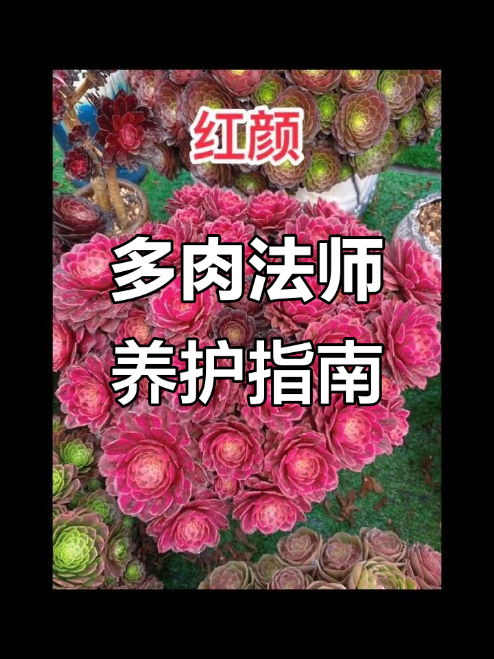 法师推荐:多肉植物养护技巧大公开