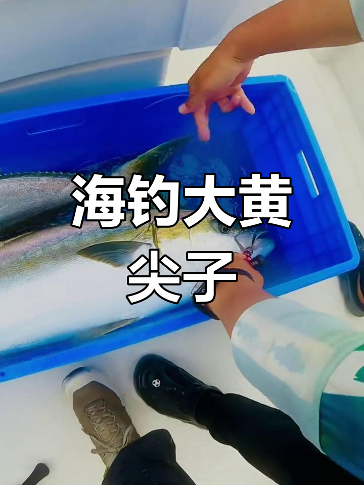 钓上五百块黄尾鰤,体验海钓的刺激与挑战