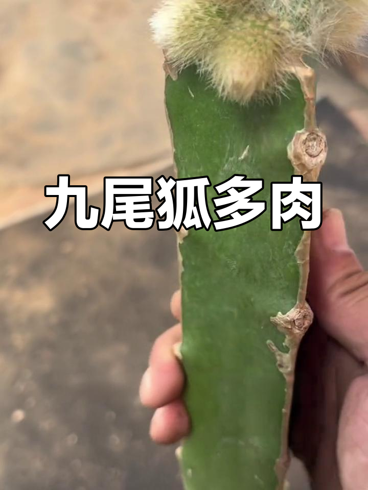 你知道九尾狐多肉吗?阳台种植,耐热又易养!