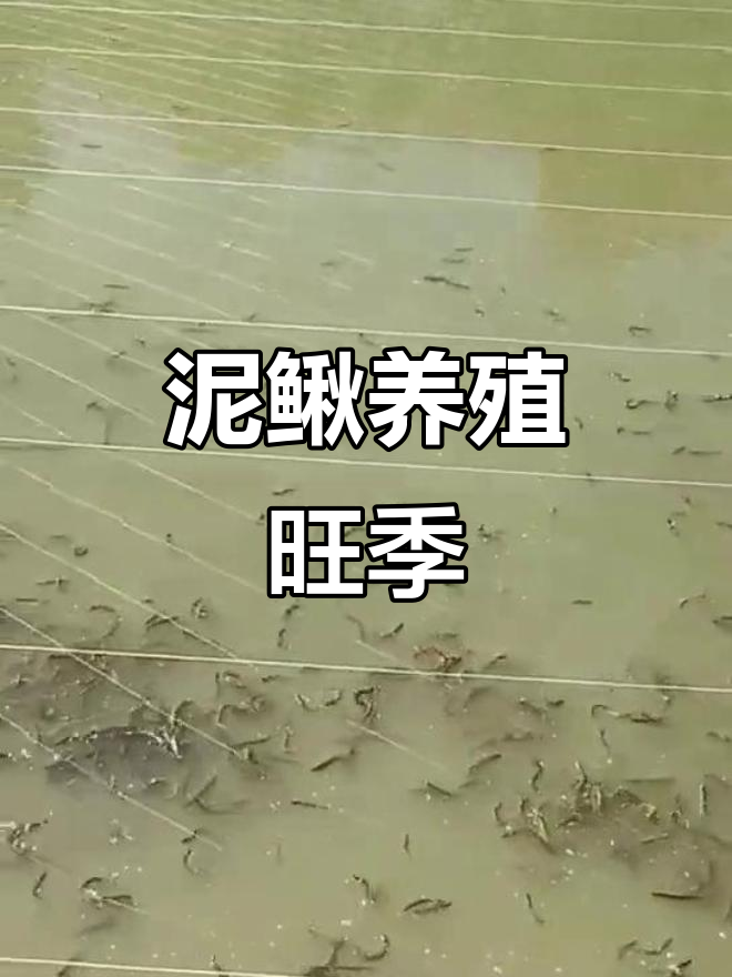 泥鳅养殖黄金期,欢迎来基地参观学习!
