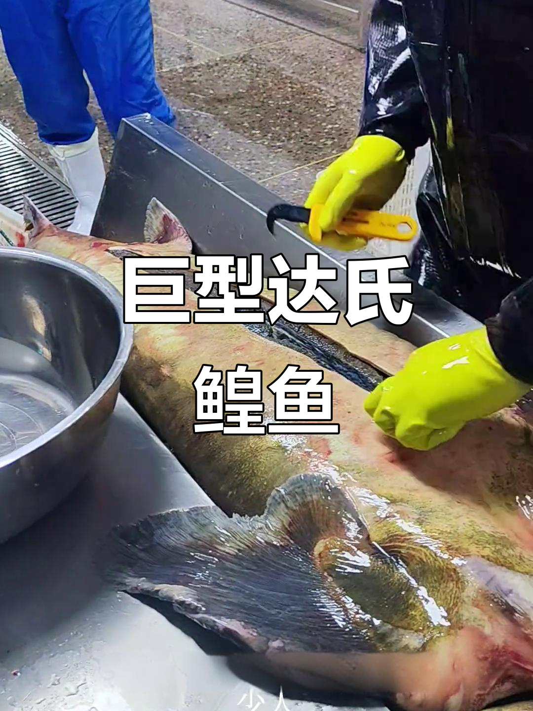 人工养殖史上最大达氏鳇鱼，重140斤创纪录