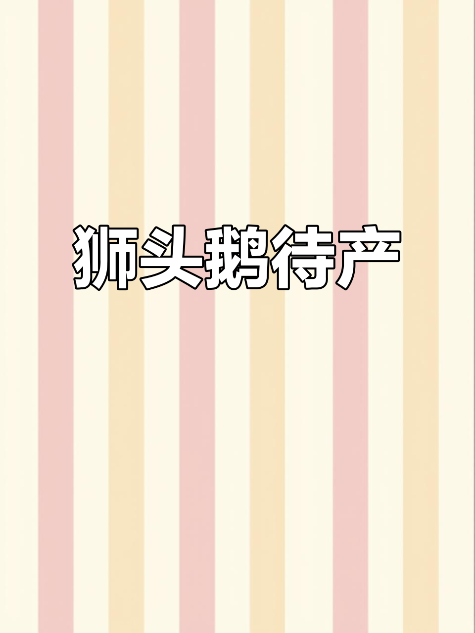 天气炎热,狮头鹅暂未产蛋,降温后第一时间通知