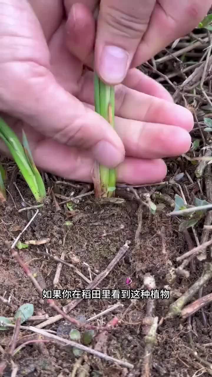 香蒲草的嫩芽也叫蒲菜