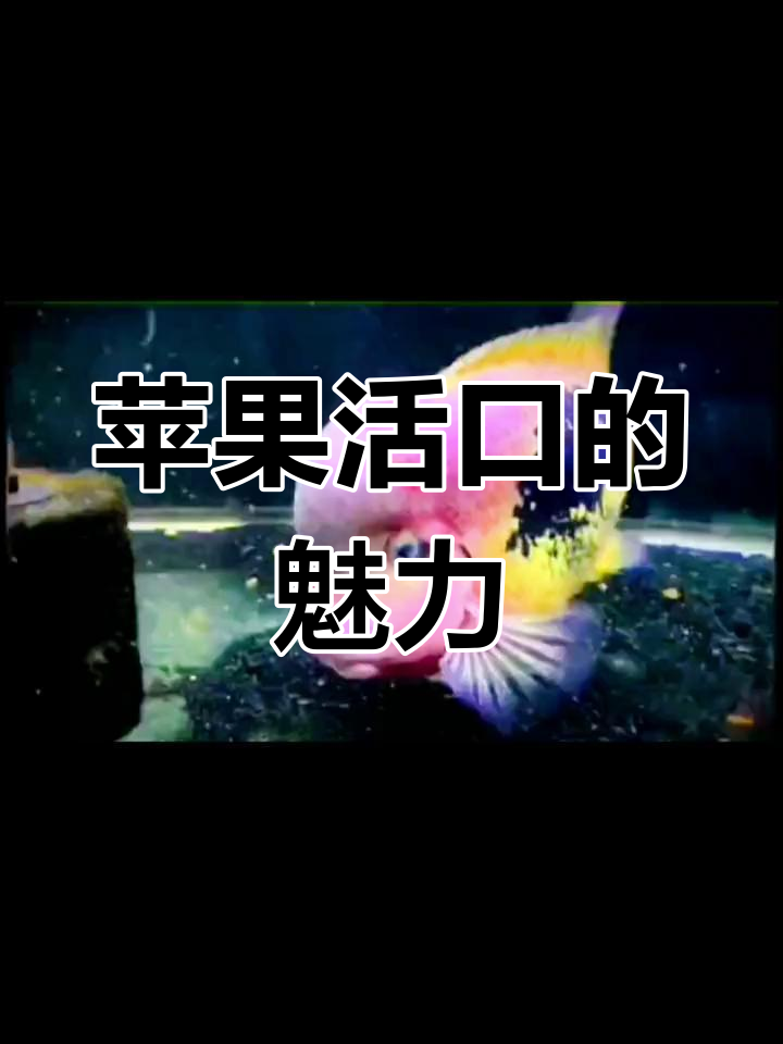 苹果火口鱼:美洲慈鲷的瑰宝